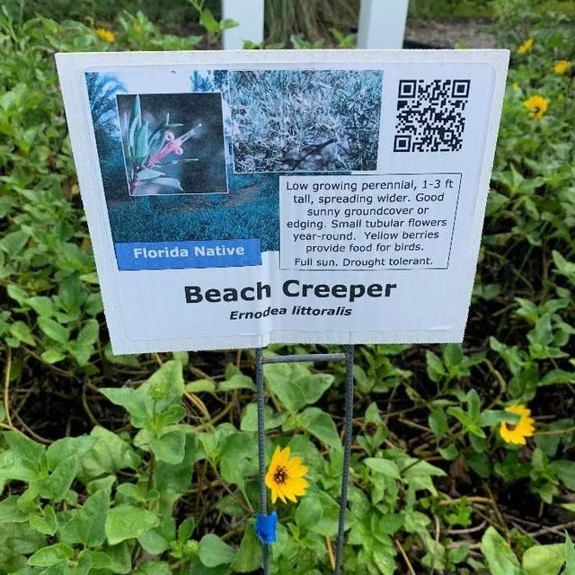 thumbnail for publication: Enhancing Learning through Interpretive Signage in Educational Demonstration Gardens: Part 2 — Graphic Design and Materials